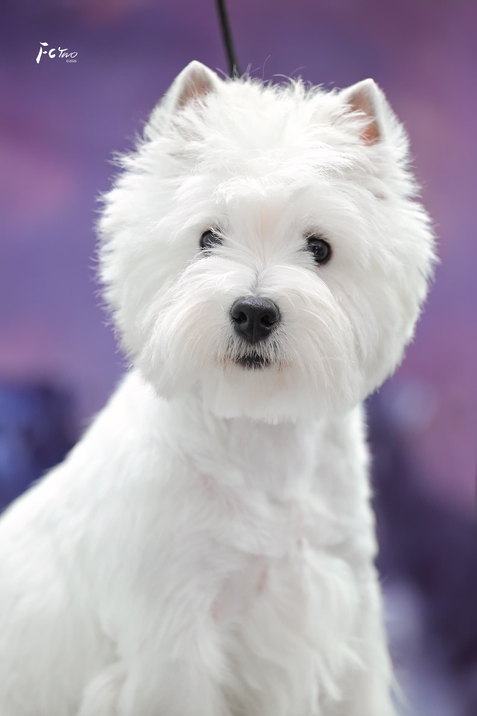 DeRoi Westie